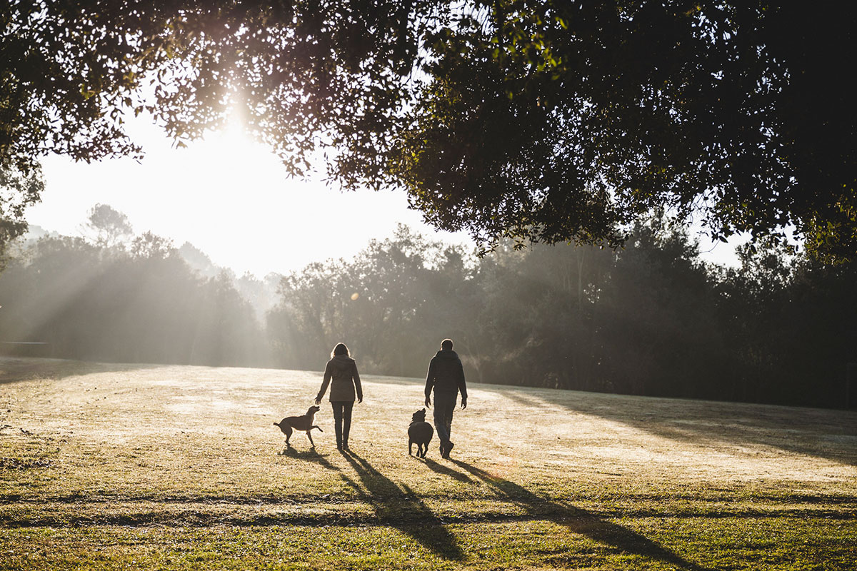 犬と散歩する風景