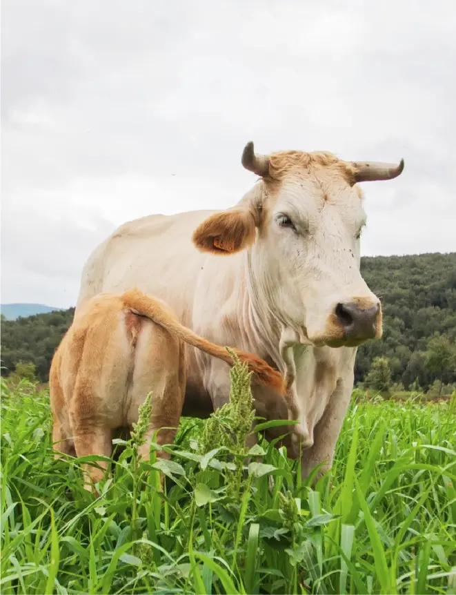 Mas l’Arbreda の牛