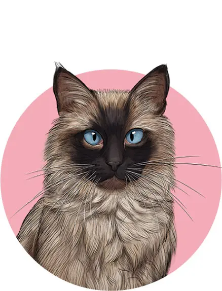 猫向け商品ページへ