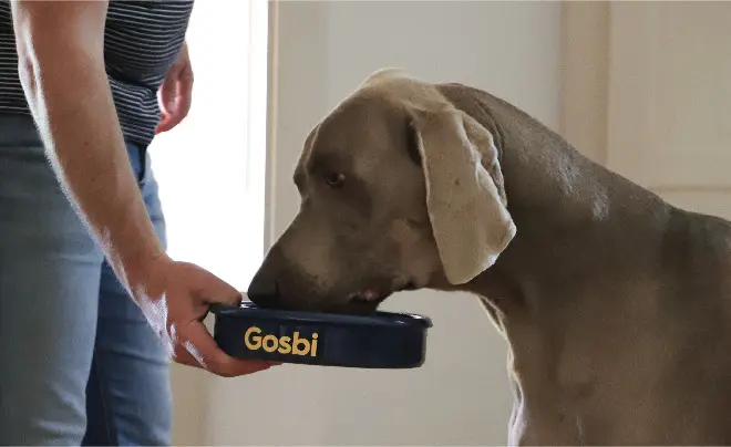 Mesa Gosbi の取り組み